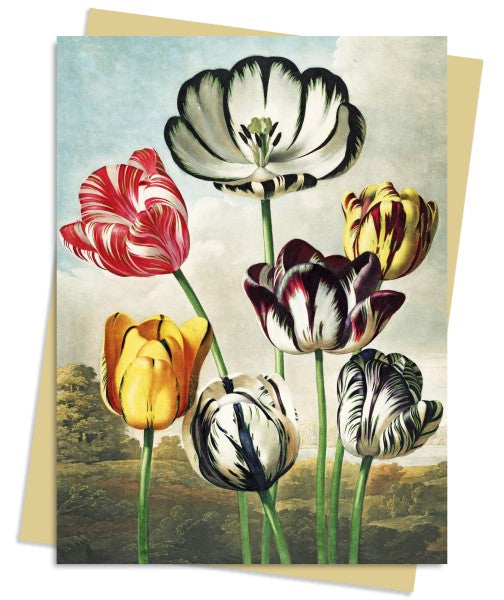 Robert John Thornton, Grusskarte Tulpen