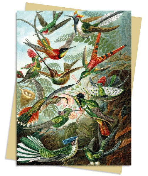 Ernst Haeckel, Grusskarte Hummingbirds